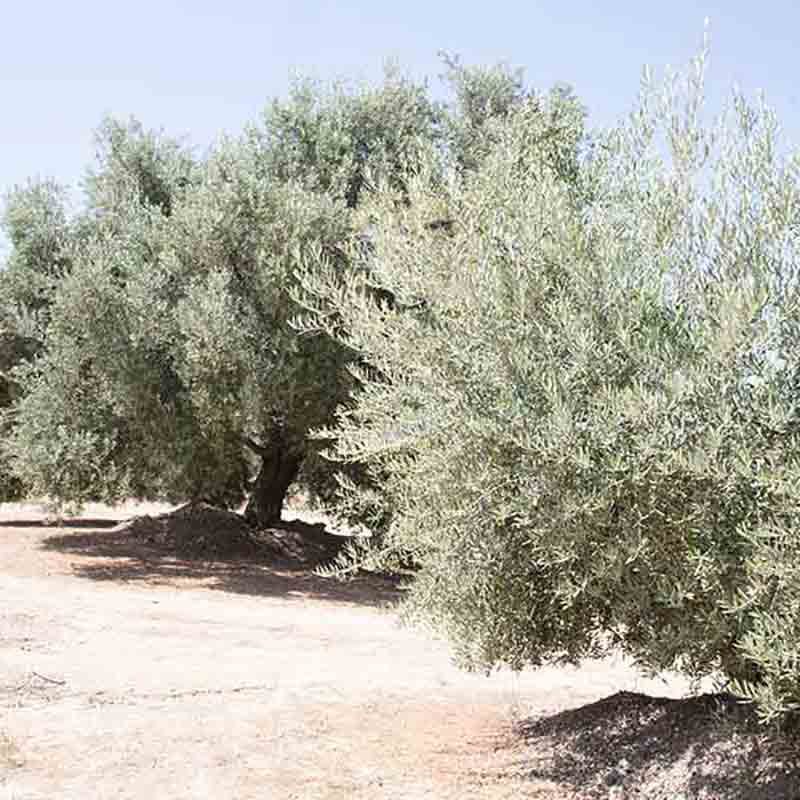Olivenbäume in sonniger Landschaft.