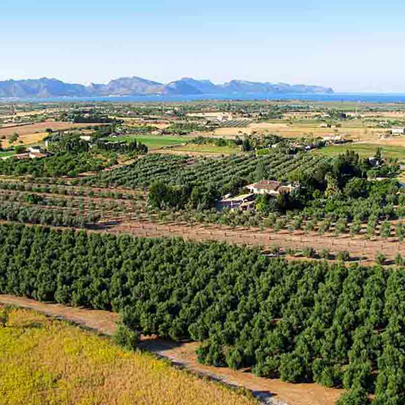 Olivenhain mit Landschaft im Hintergrund.