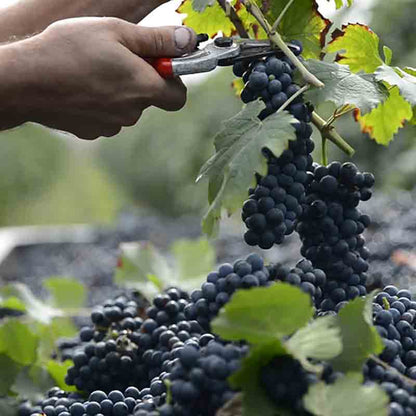 Traubenlese von Lambrusco Trauben mit einer Gartenschere für die Herstellung von Balsamico-Essig aus Modena.