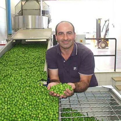Americo Quattrociocchi präsentiert frische grüne Oliven in der Ölmühle.