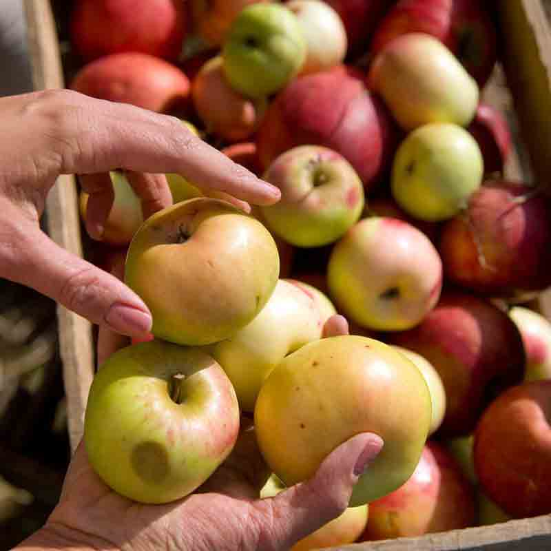 Hände halten frische Äpfel.