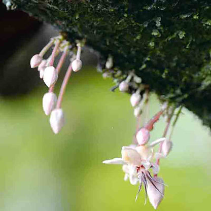 Kakaoblüte am Baumstamm.