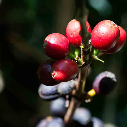 Rote und schwarze Kaffeekirschen.