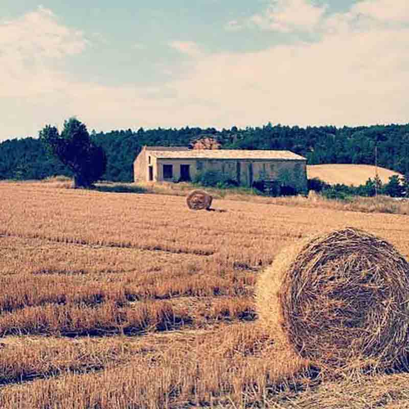Feld mit Heuballen und Gebäude.