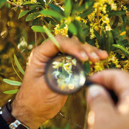 Nahaufnahme einer Olivenblüte unter der Lupe – sorgfältige Kontrolle für die Premium-Qualität des Castillo de Canena Picual Olivenöls.