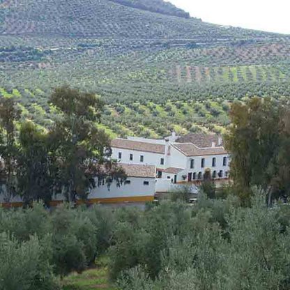 Blick auf die Bio-Ölmühle zwischen den Olivenbäumen in den eigenen Hainen