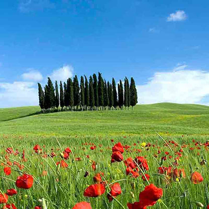 Zypressen und Mohnblumen in Landschaft.