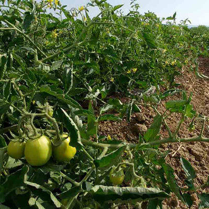 Tomatenpflanzen auf einem Feld.