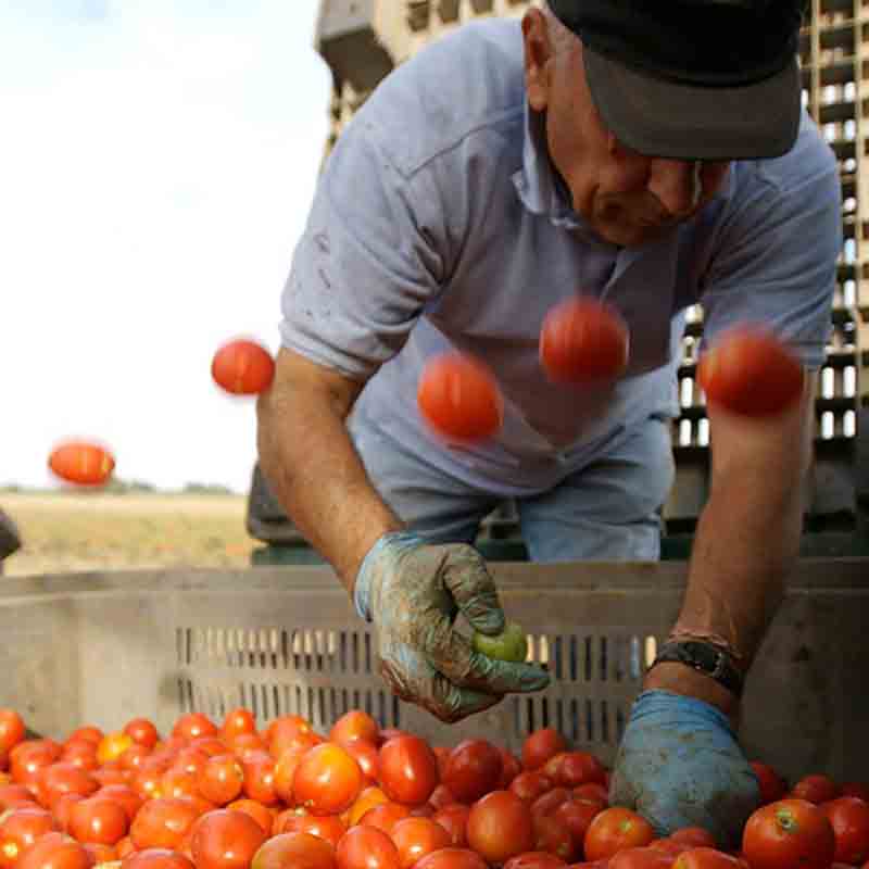 Mann erntet frische Tomaten.
