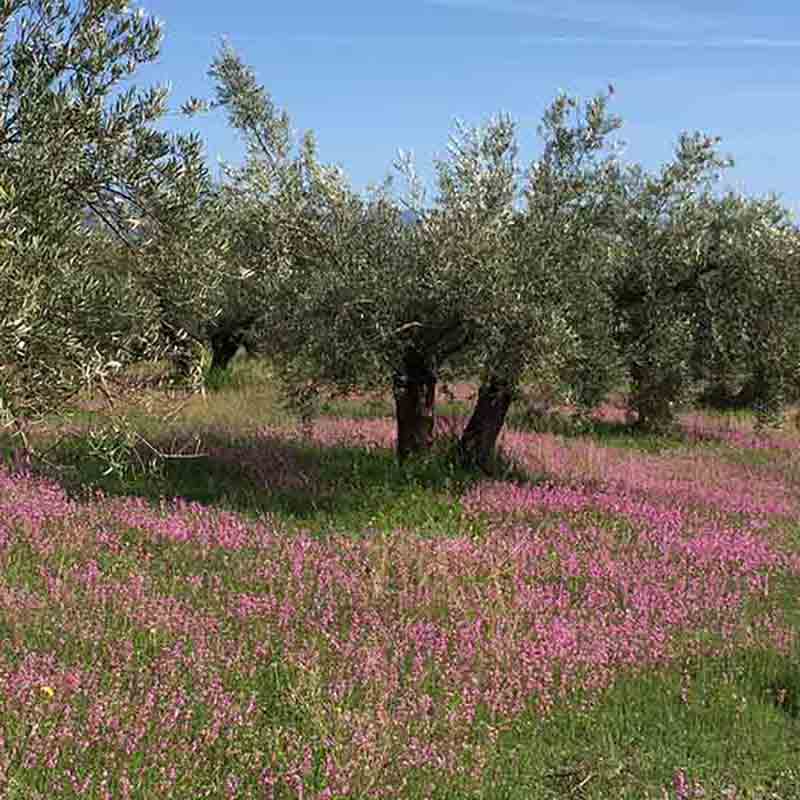 Violette Wildblumen wachsen in den Olivenhainen. Nachhaltiger Anbau für eine gesunde Flora und Fauna