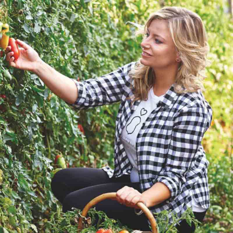 Diana erntet San Marzano Tomaten in den Feldern.