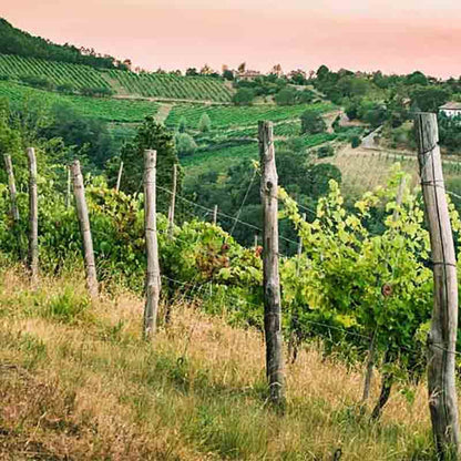 Ein Sonnenuntergang über einer Weinberglandschaft mit Weinreben, die von Holzpfählen über sanfte Hügel gestützt werden. Der rosafarbene Himmel wirft einen warmen Schein, während Bäume und entfernte Felder eine exotische Kulisse bilden, ähnlich wie Mango Balsamessig von Acetaia Murani dem Schauspiel der Natur Würze verleiht.