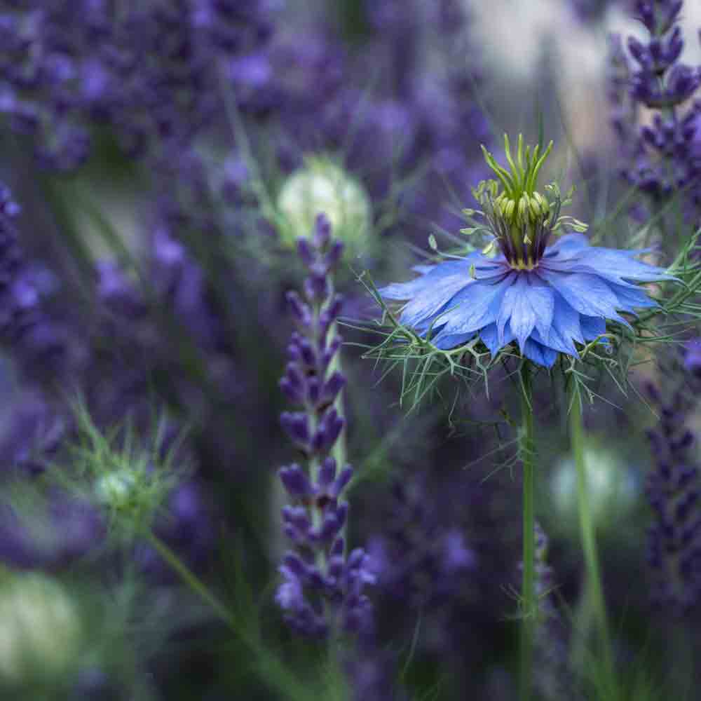 Blaue Blume mit lila Hintergrund.