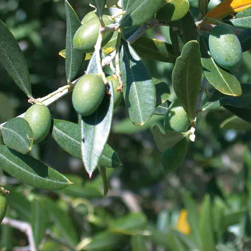 Olivenbaum mit grünen Oliven an den Zweigen.