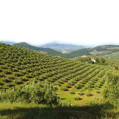 Olivenhain in hügeliger Landschaft mit entfernten Bergen.