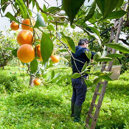 Orangenbaum mit Erntearbeiter, Leiter.