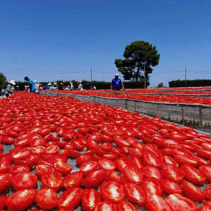 Tomaten werden unter der glühenden Sonne Italiens getrocknet.