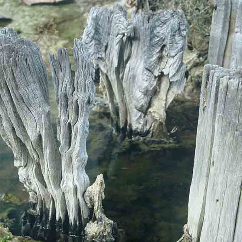 Verwitterte Holzpfähle im Wasser.