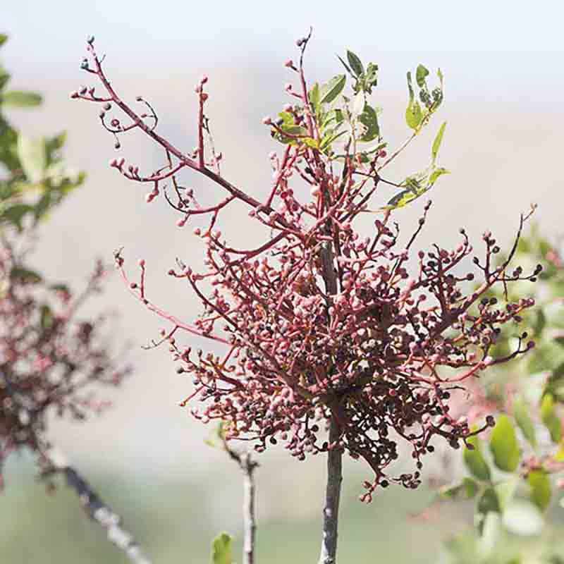 Pistazienbaum mit unreifen Früchten.