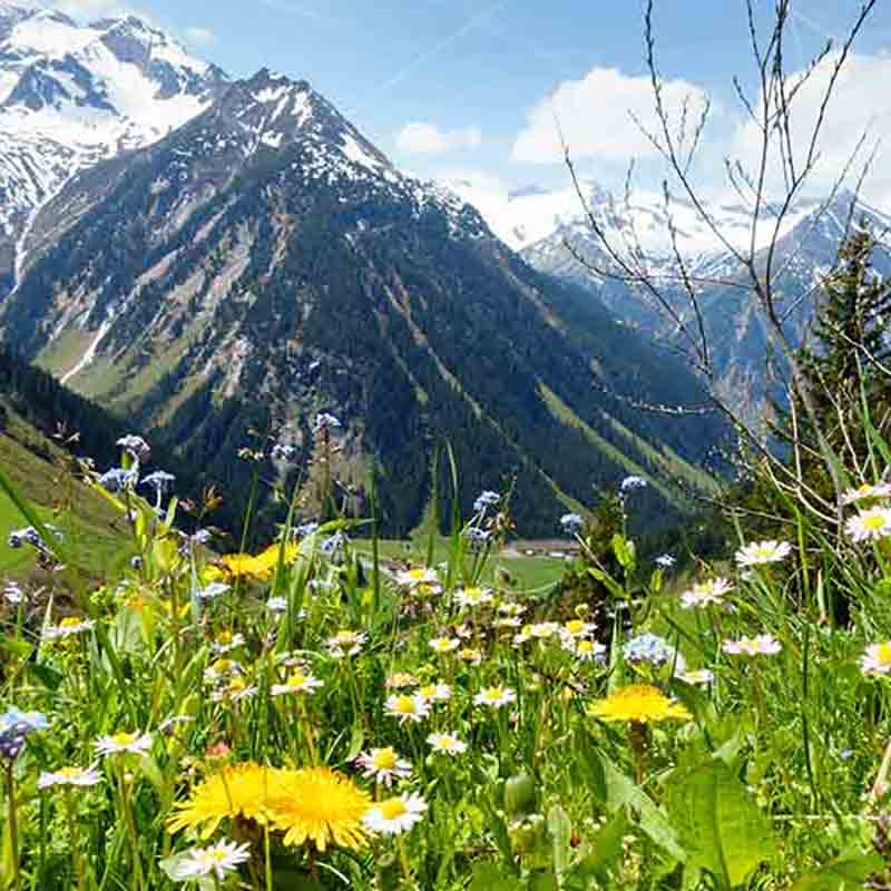 Berglandschaft mit Blumenwiese.