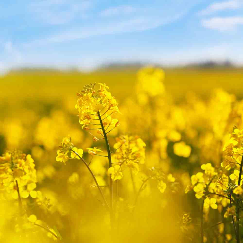 Blühendes Rapsfeld bei Sonnenschein.