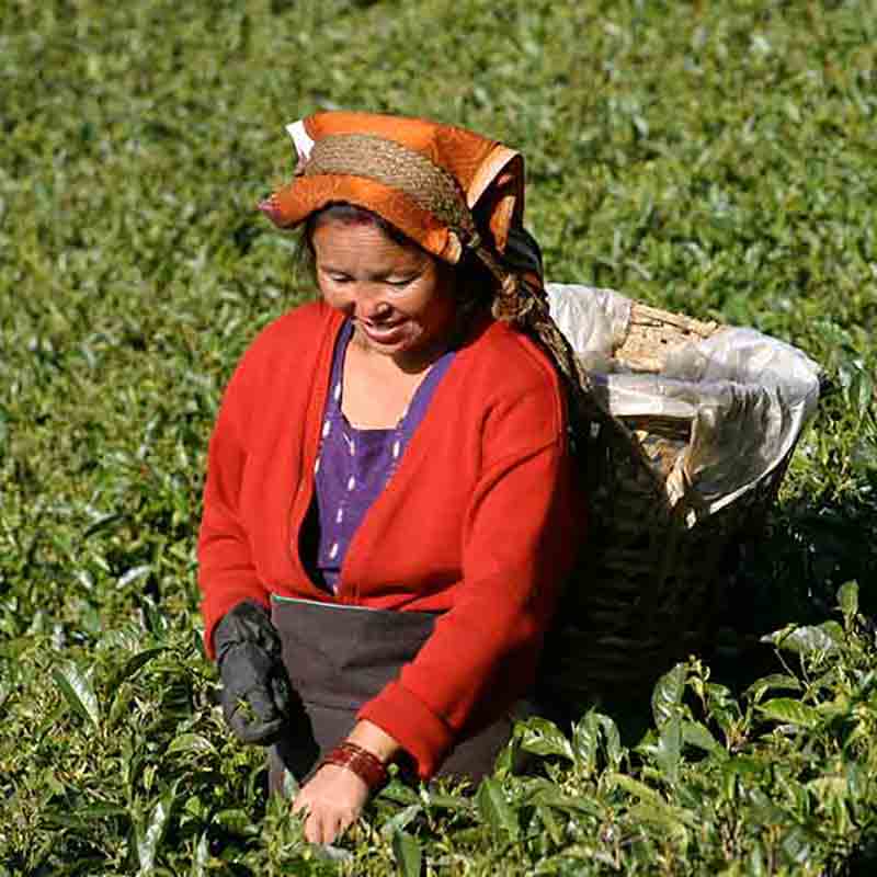 Frau erntet auf Plantage.