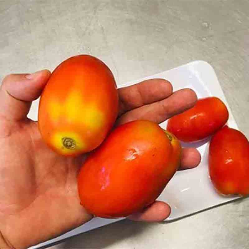 Hand hält frische Tomaten.