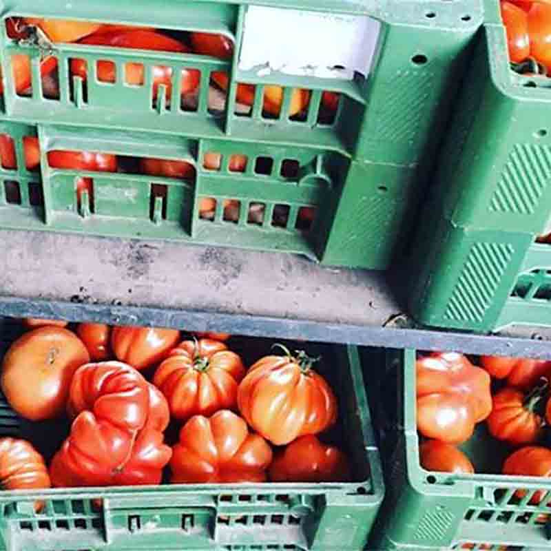 Tomaten in grünen Kisten.