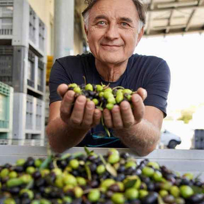 Agostini Inhaber zeigt die frischen Oliven.