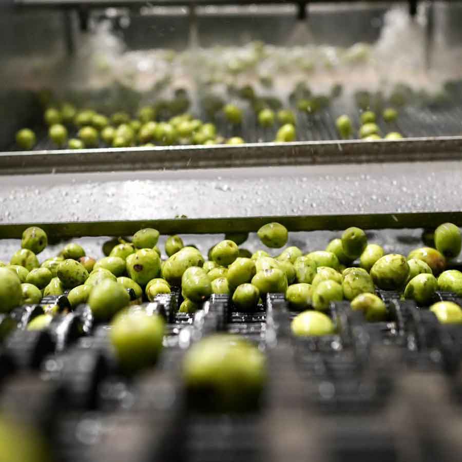 Oliven werden in der Ölmühle gewaschen