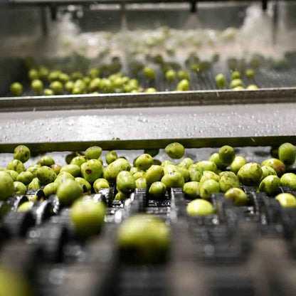 Oliven werden in der Ölmühle gewaschen