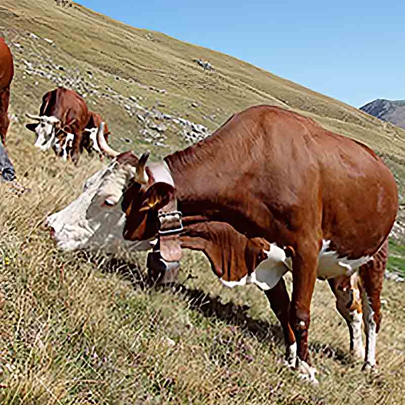 Kühe grasen auf einer Wiese.