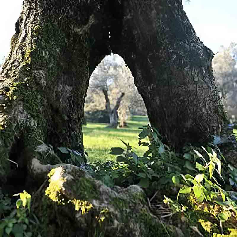 Alter Olivenbaum in den Hainen der Frantoio Turri
