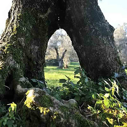 Alter Olivenbaum in den Hainen der Frantoio Turri