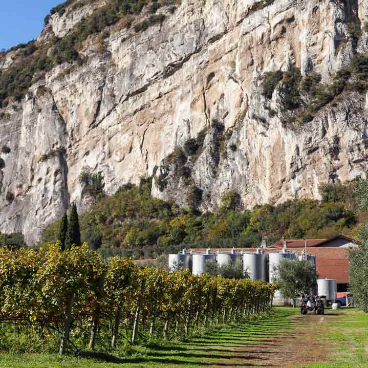 Weinberg mit Felsen, Gebäude und Olivenbäumen im Hintergrund.