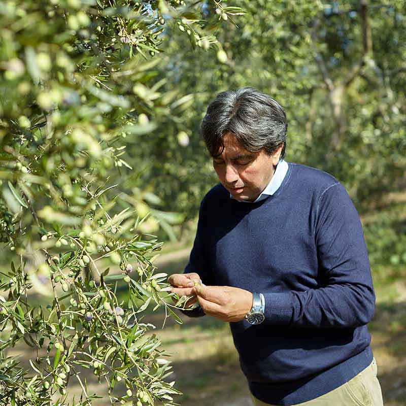 Ciccolella Cagnara D.O.P. Terra di Bari - Olio Award Siegeröl 2026
