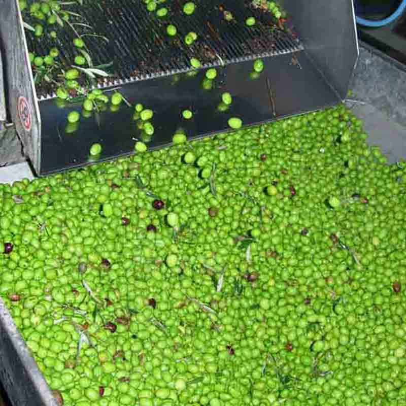 Grüne Oliven in Verarbeitung bei Cutrera Olivenölproduktion.