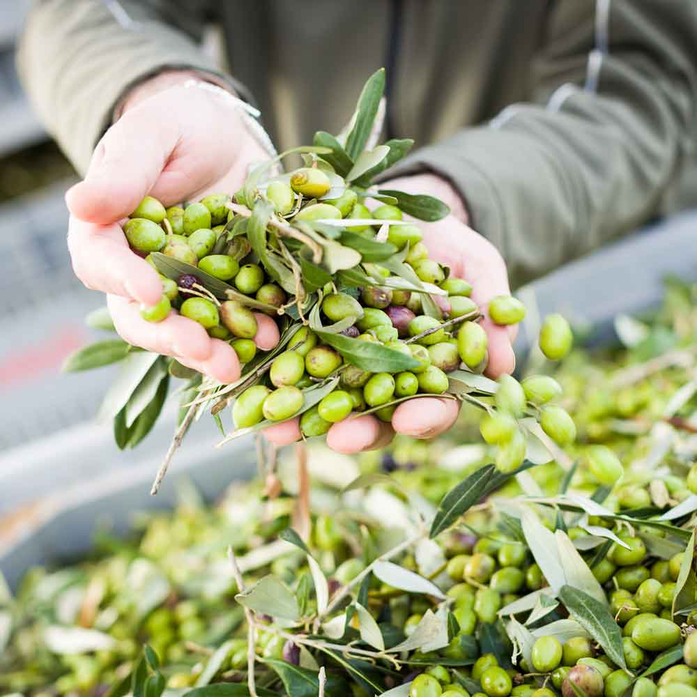 Zwei Hände mit grünen Oliven präsentieren die frische Ernte.