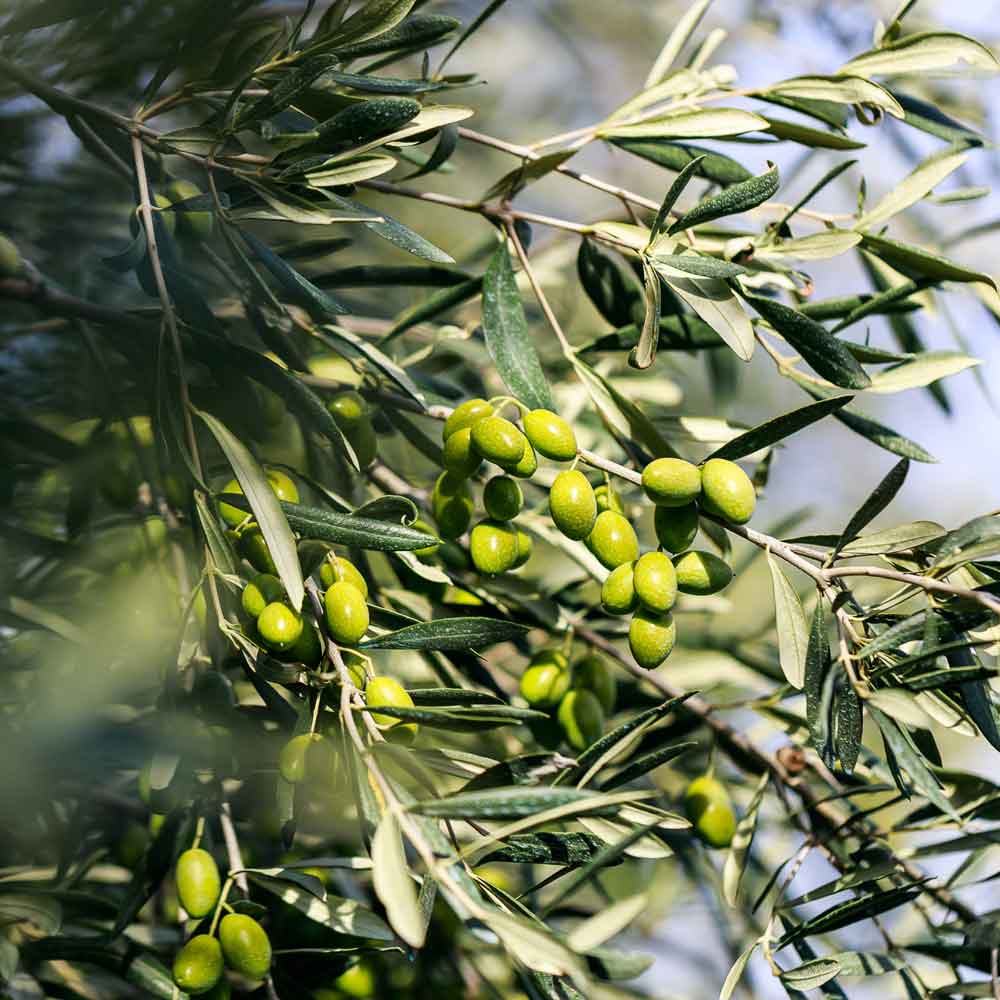 Grüne Oliven am Olivenbaum