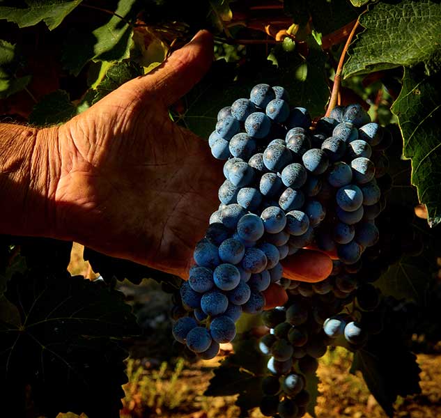 Hand hält Trauben am Weinstock im Weinberg.