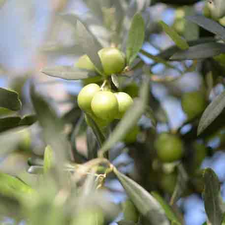 Oliven am Baum, Nocellara del Belice Sorte.