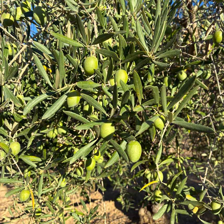 Grüne Picual-Oliven am Baum