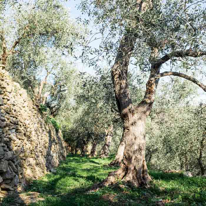 Olivenbäume in Ligurien, Steinmauer, grünes Gras, sonniger Tag.