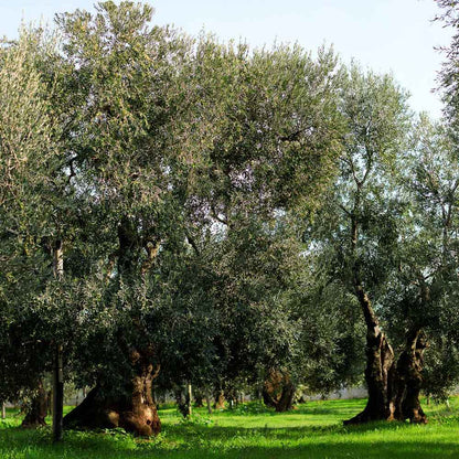 Olivenbäume in den Hainen von Olio Mimi in Apulien
