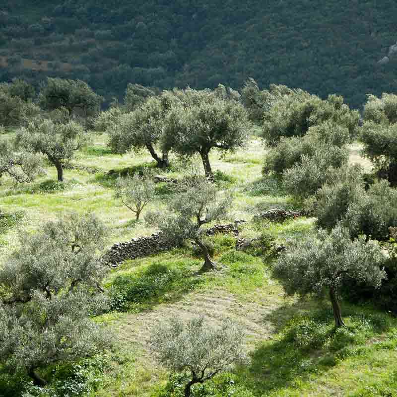 Olivenhain auf Lesbos, Griechenland.