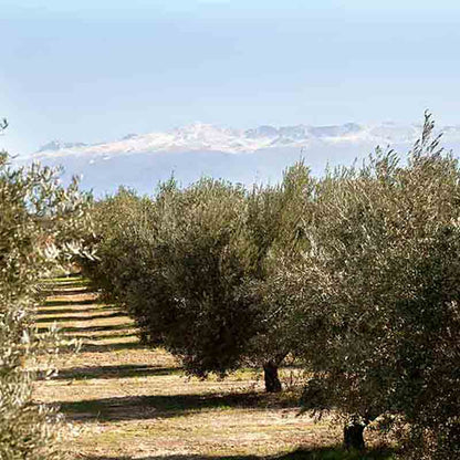 Olivenhain von O-MED. Im Hintergrund ist die schneebedeckte Sierra Nevada zu sehen.