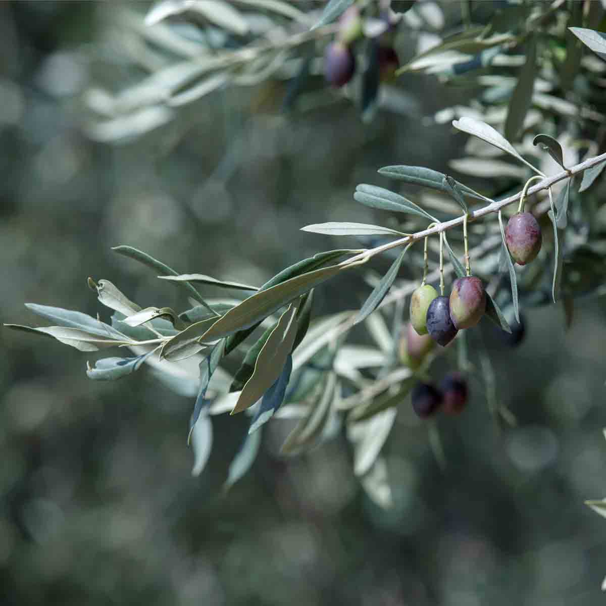 Olivenzweig mit reifen Oliven im Freien.
