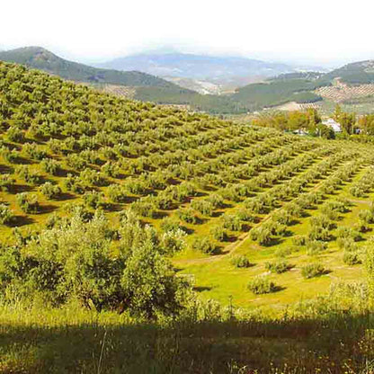 Olivenhain in hügeliger Landschaft mit weitem Blick.