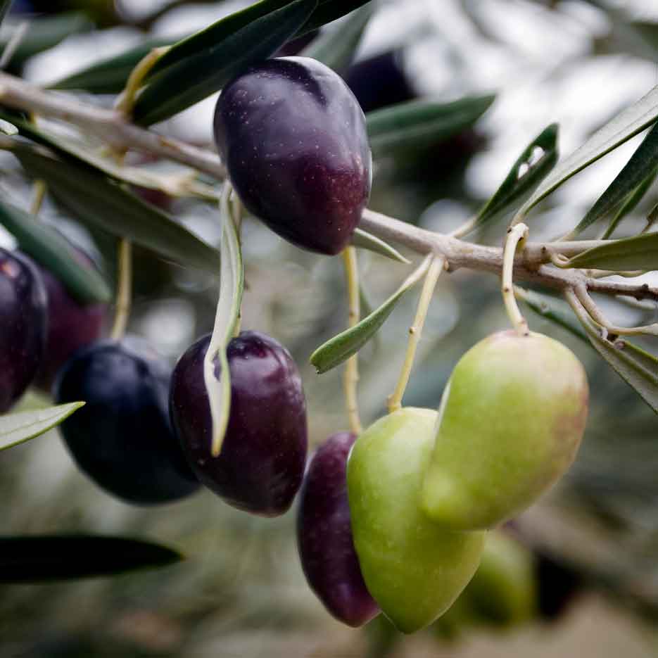 Violette und grüne Oliven