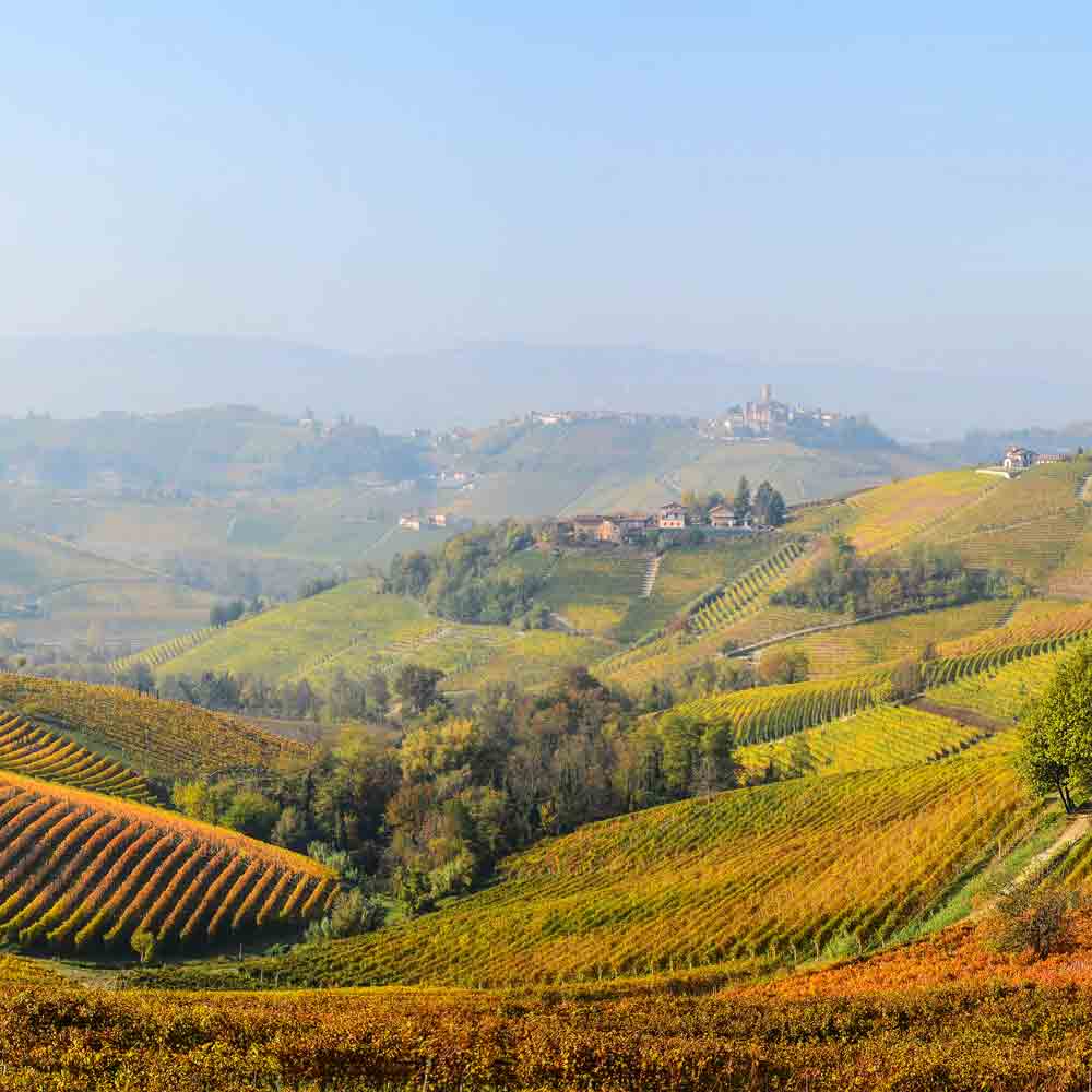 Hügelige Landschaft mit Weinbergen.